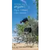 Fas’ın Altın İksiri Argan