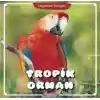 Tropik Orman - Hayvanlar Dünyası