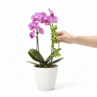 Kurbağa Şeklinde Bitki Sabitleyici Bitkiler İçin Dal ve Gövde Destek Aparatı Çok Amaçlı Bitki Tutucu Klips