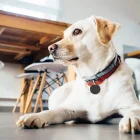 F3 Smart Tag Yüksek Hassasiyetli Takip Cihazı Apple Cİhazlar İle Uyumlu