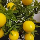 Dikdörtgen Saksıda Yapay Limon Ağacı 24 x 18 cm