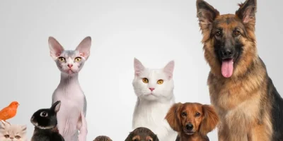 Evcil Hayvan Ürünleri ile Kedi ve Köpek Bakımını Kolaylaştırın