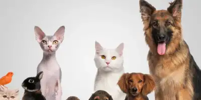 Evcil Hayvan Ürünleri ile Kedi ve Köpek Bakımını Kolaylaştırın