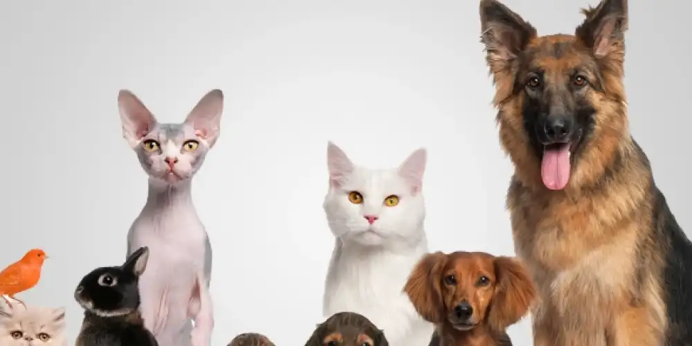Evcil Hayvan Ürünleri ile Kedi ve Köpek Bakımını Kolaylaştırın