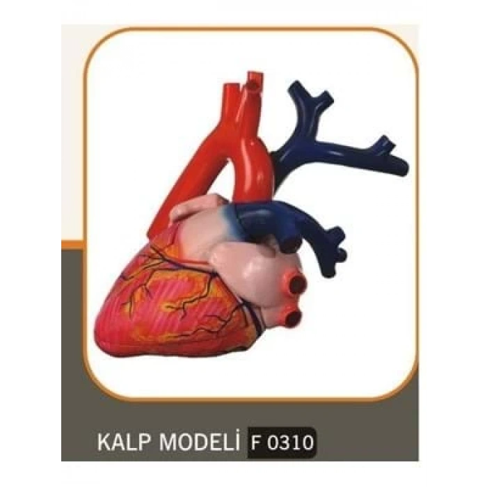 3E Grup - Feta Kalp Modeli Büyük F0310