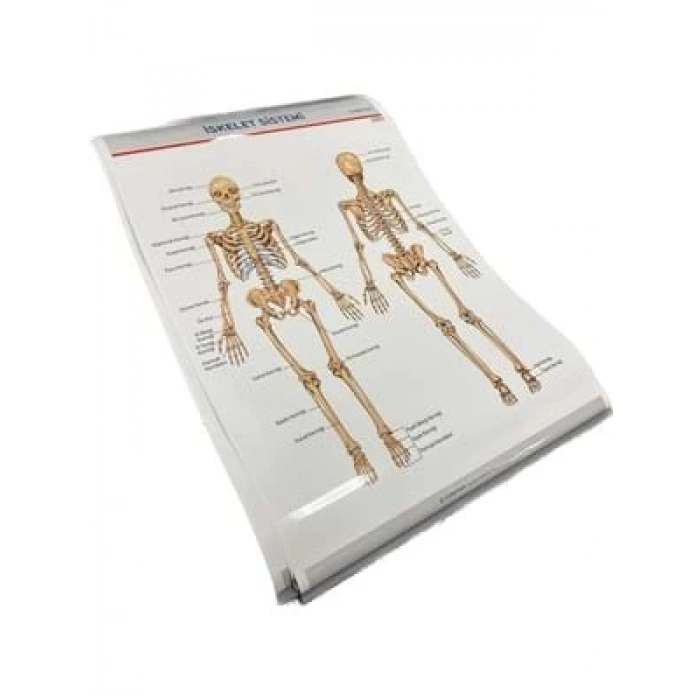 3E Grup - Odak 57x82 Anatomi Levhası Çift Taraflı