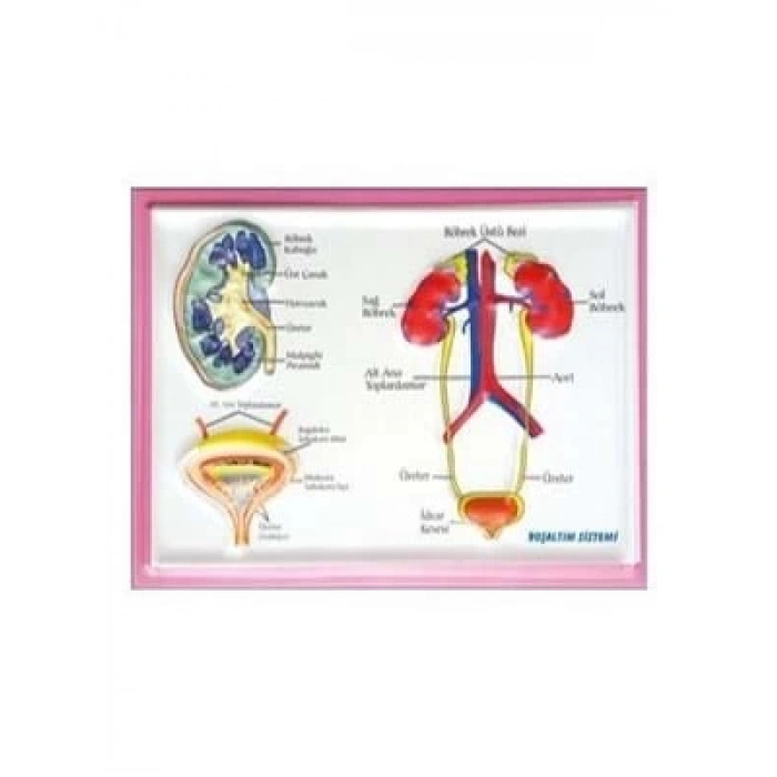 3E Grup - Puti A4 Kabartma Anatomi Levhası Boşaltım Sistemi