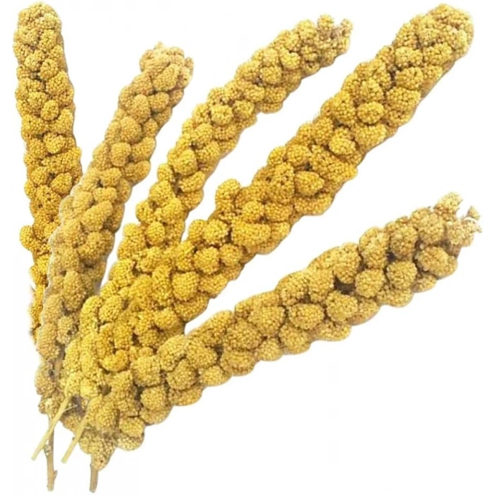 3E Grup - Vitaking Kuşlar İçin Doğal Sarı Dal Darı 100 gr