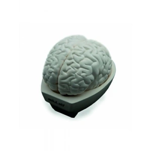 3E Grup - Feta Beyin Modeli F8700