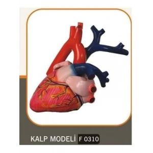 3E Grup - Feta Kalp Modeli Büyük F0310