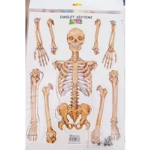 3E Grup - Odak İskelet Sistemi Maketi 777-236