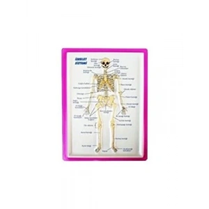 3E Grup - Puti A3 Kabartma Anatomi Levhası İskelet Sistemi