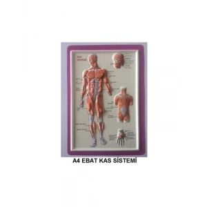 3E Grup - Puti A4 Kabartma Anatomi Levhası Kas Sistemi