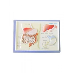 3E Grup - Puti A4 Kabartma Anatomi Levhası Sindirim Sistemi