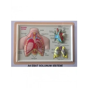 3E Grup - Puti A4 Kabartma Anatomi Levhası Solunum Sistemi