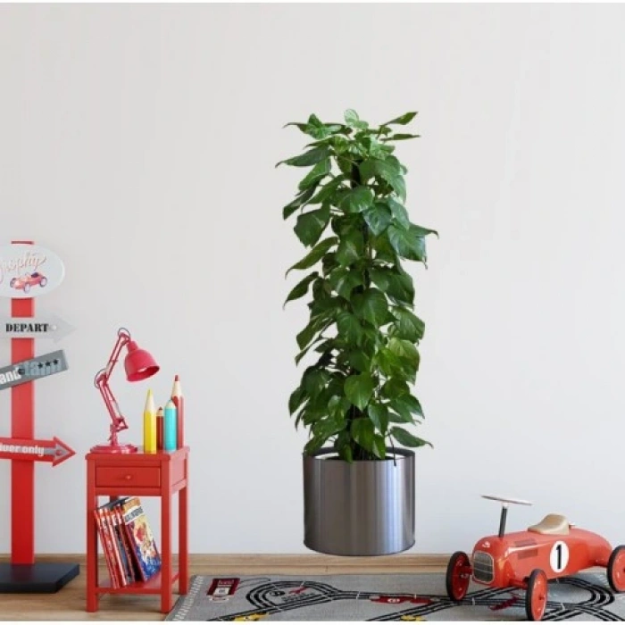 Saksılı Bitki Tasarımlı Yapışkanlı Sticker Resim 90*30 cm (5250)