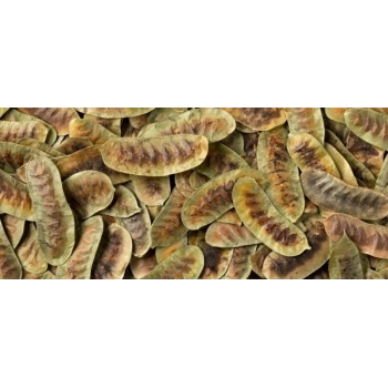 FATOŞ YÖRESEL AÇLIK OTU (DEVE GÖZÜ) 100 GR