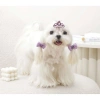 M-Pets Glam Köpekler İçin Aksesuar Toka Kırmızı Purple Mor