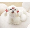 M-Pets Glam Köpekler İçin Aksesuar Toka Kırmızı Red