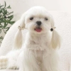 M-PETS GLAM KÖPEKLER İÇİN AKSESUAR TOKA BLACK/SİLVER