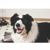 M-Pets Sunny Trailblazer Köpek Gözlüğü Siyah