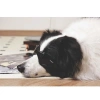 M-Pets Sunny Trailblazer Köpek Gözlüğü Siyah