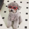 M-Pets Sunny Daytrip Köpek Gözlüğü Kırmızı