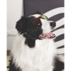 M-PETS Sunny Sunbather Köpekler İçin Gözlük Black