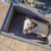 Ferplast Argo 60 Ahşap Köpek Kulübesi