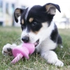 KONG Puppy Binkie Tutma Yeri Olan Yavru Köpek Oyuncağı M