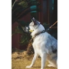 M-Pets Bark Guard Ağızlık (L) Black/Yellow