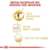 Royal Canin British Shorthair Pouch Yetişkin Kedi Konservesi 85 gr
