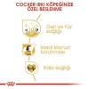 Royal Canin Cocker Özel Irk Yetişkin Köpek Maması 3 kg