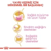 Royal Canin Kitten Persian İran Kedilerine Özel 2 kg Yavru Kuru Kedi Maması