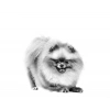 Royal Canin Pomeranian 3 kg Yetişkin Köpek Maması