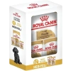 Royal Canin Poodle Yetişkin Köpek Maması 3 kg + 2 Adet Pouch Hediyeli
