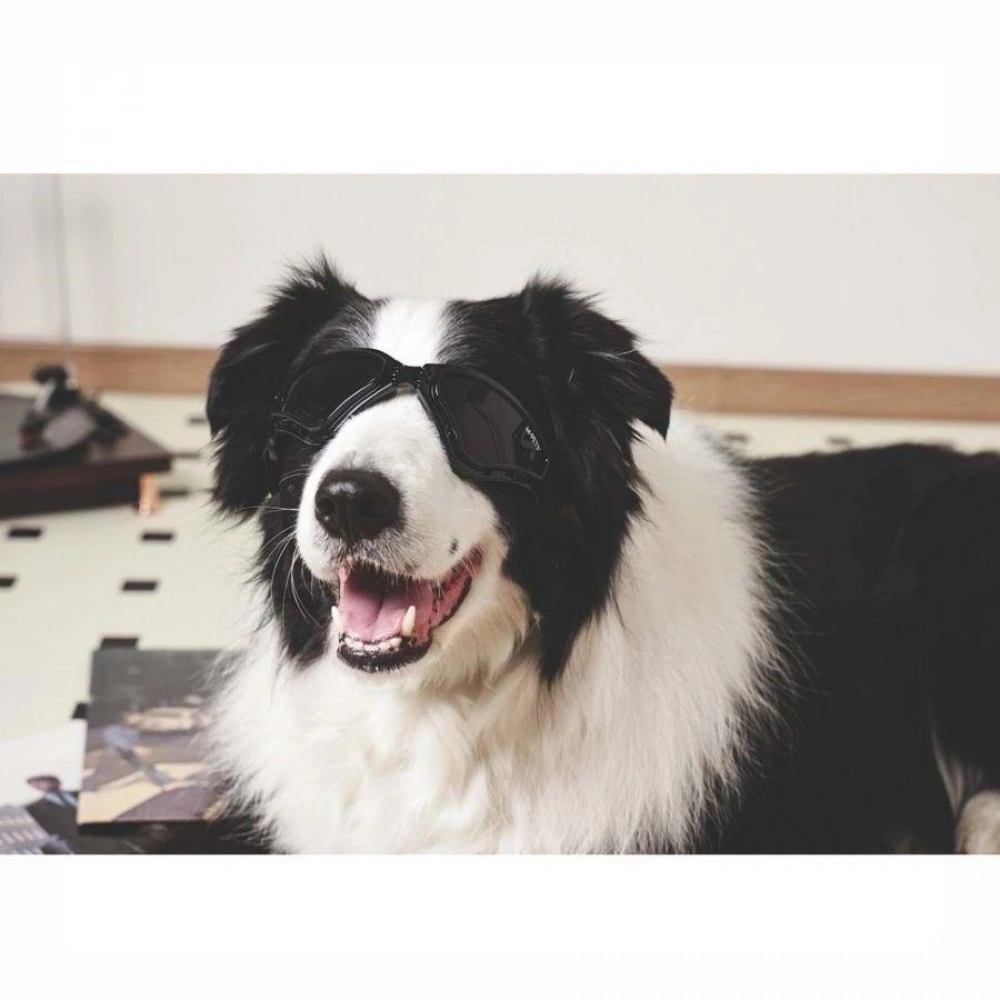 M-Pets Sunny Trailblazer Köpek Gözlüğü Siyah