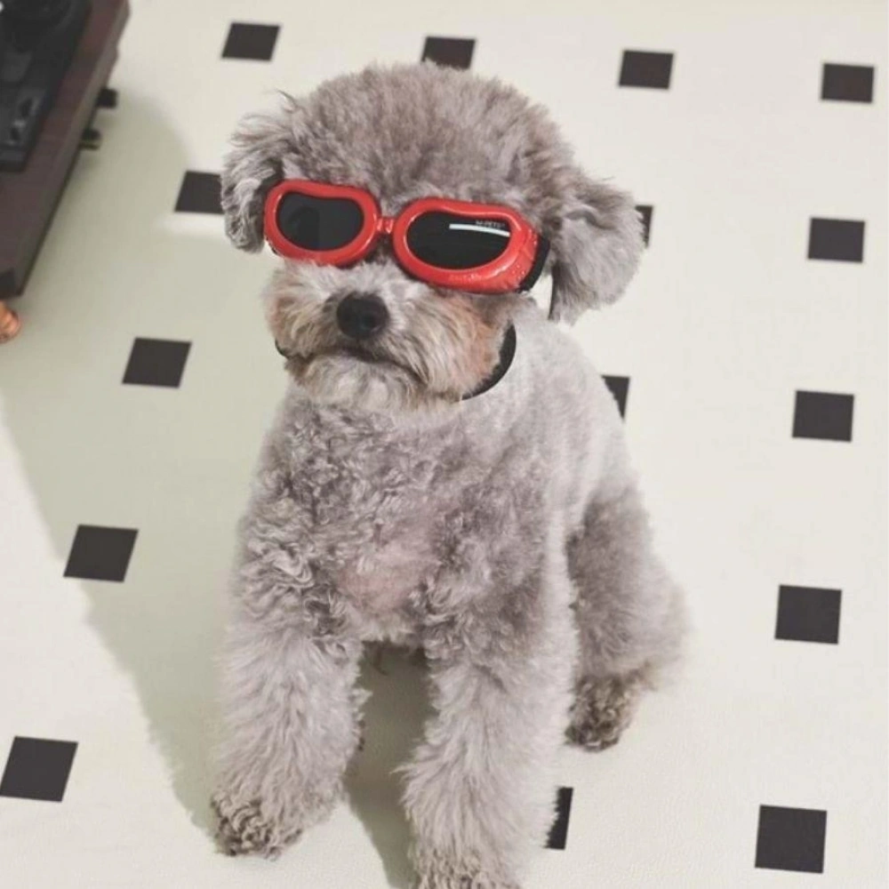 M-Pets Sunny Daytrip Köpek Gözlüğü Kırmızı
