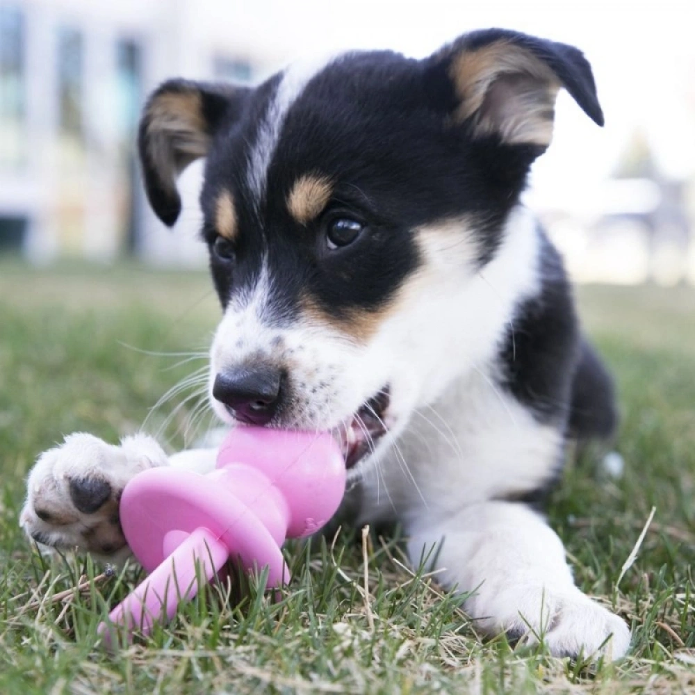 KONG Puppy Binkie Tutma Yeri Olan Yavru Köpek Oyuncağı M