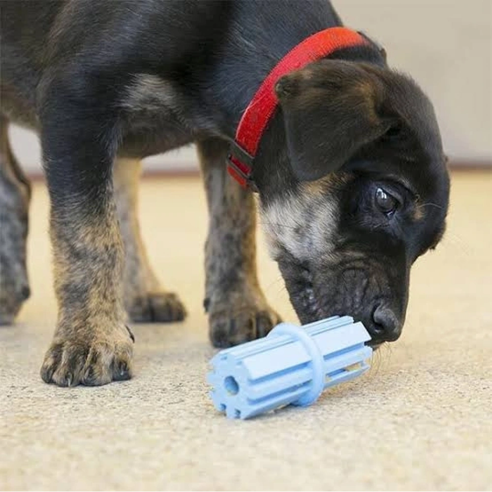 Kong Puppy Teething Stick Diş Temizliği Sağlayan Çok Amaçlı Yavru Köpek Oyuncağı S