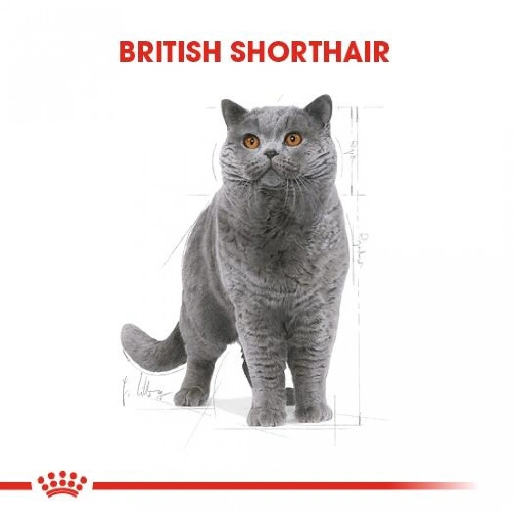 Royal Canin British Shorthair Pouch Yetişkin Kedi Konservesi 85 gr
