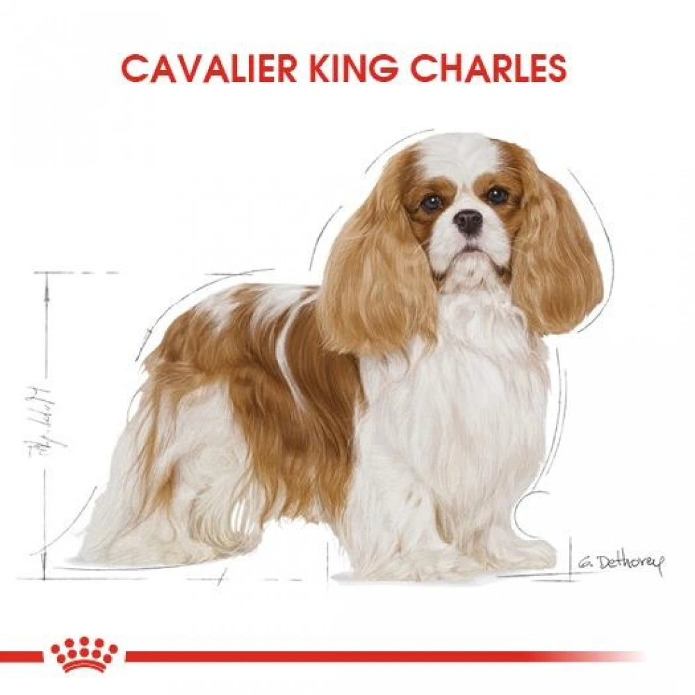 Royal Canin Cavalier King Charles Yetişkin Köpek Maması 3 kg