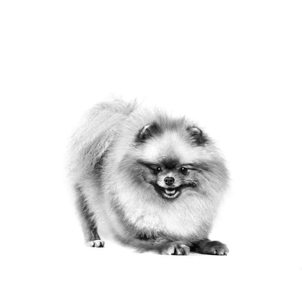 Royal Canin Pomeranian 3 kg Yetişkin Köpek Maması