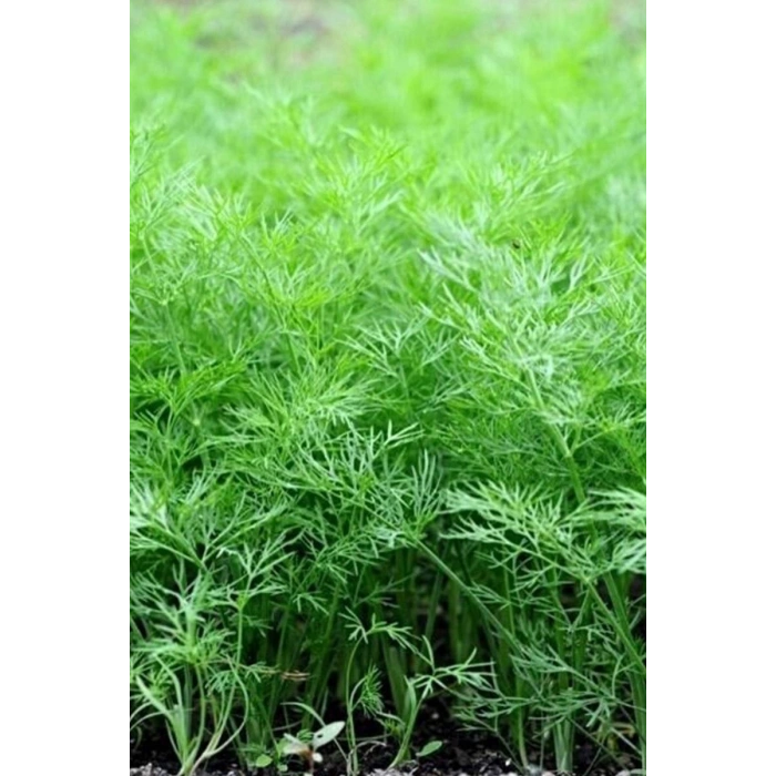 Hubrendy Tedarik Dere Otu Tohumu 10 Gr