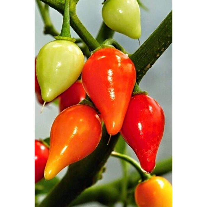 Hubrendy Tedarik Misket Biberiye Biber Tohumu 5 gr