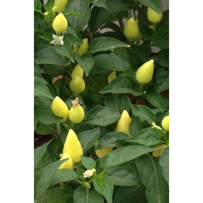 Hubrendy Tedarik Misket Biberiye Biber Tohumu 5 gr