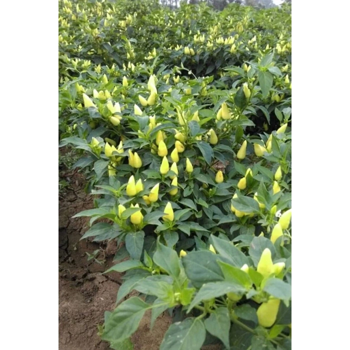 Hubrendy Tedarik Misket Biberiye Biber Tohumu 5 gr