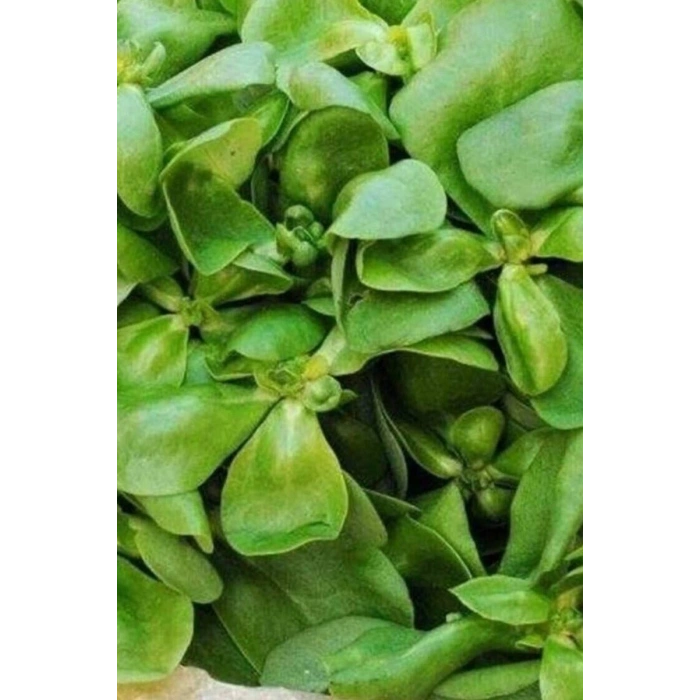 Hubrendy Tedarik Semizotu Tohumu 10 Gr
