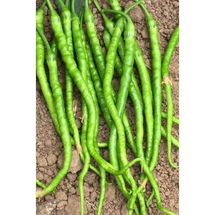 Hubrendy Tedarik Tatlı Kıl Biber Tohumu 10 Gr