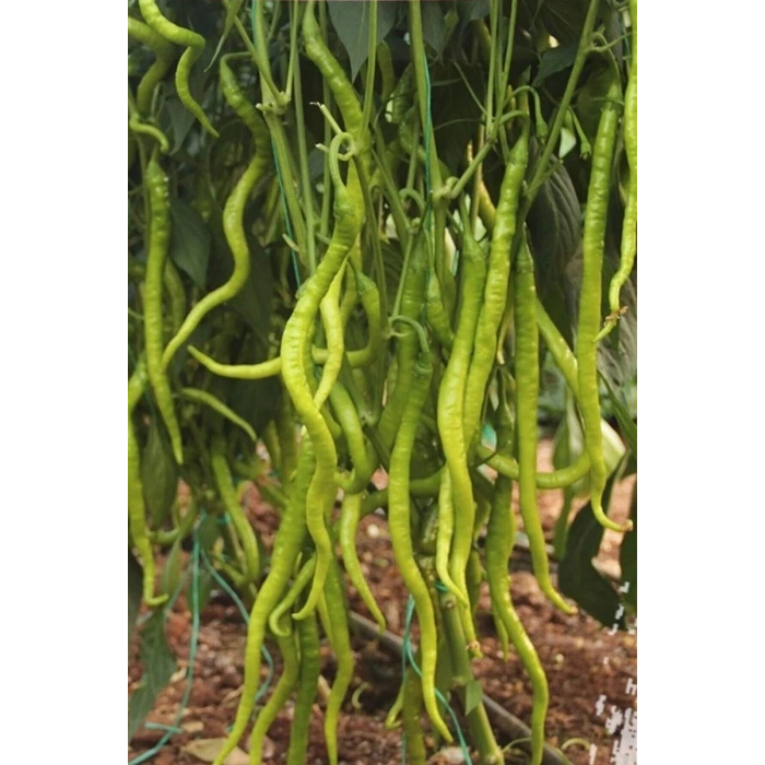Hubrendy Tedarik Tatlı Kıl Biber Tohumu 10 Gr